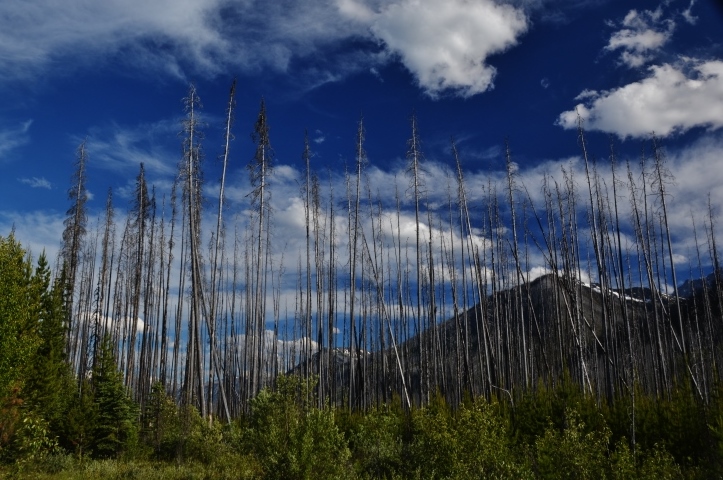 evidence of wildfire
